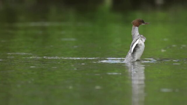 Common Merganser Ducklings Swimming in River Slow Motion Video