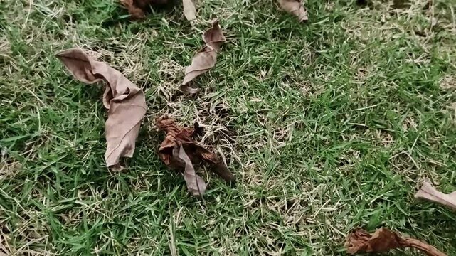 Dry brown leaves blowing across green grass in a garden