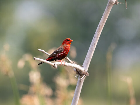 Vibrant Red Avadavat Bird Perched on Branch, Close-Up Wildlife Photo with Copy Space