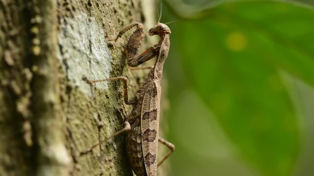Camouflaged Praying Mantis on Tree Bark - A Master of Disguise.