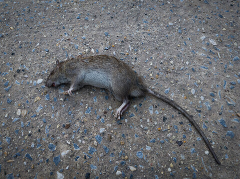 Close-up photo of dead rat on concrete ground highlighting hygiene risk and urban health concerns. Useful for documentary, environment, and public safety themes.