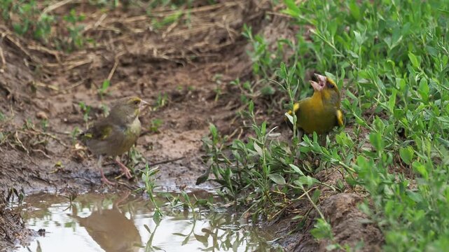 Male European greenfinch (Chloris chloris) singing and displaying to a female on the ground