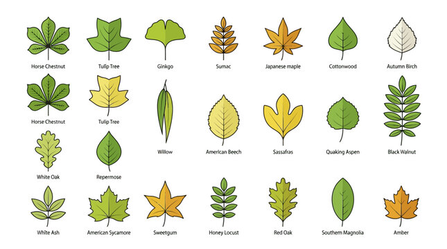Tree Leaf Identification Icon Set