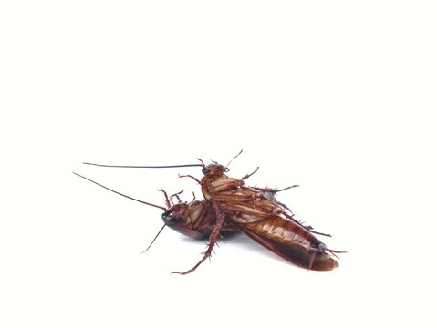 Close up side view of two dead brown cockroaches lying stacked on top of each other on white background. Ideal for pest control, extermination, hygiene, insect infestation, and sanitation marketing