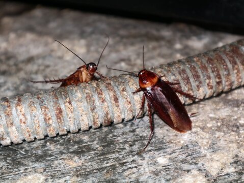 Two brown cockroaches crawling on and around a rusty threaded iron rod on a rough concrete surface. Concept photo for pest infestation, unsanitary condition, pest control, and indoor bug management