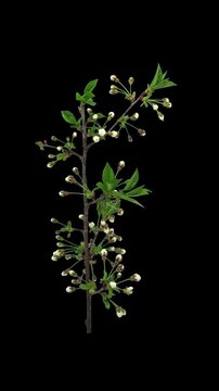 Time lapse of blooming cherry tree (Prunus cerasus) branch isolated on black background, vertical orientation