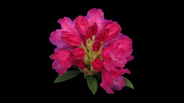 Time lapse of opening red rhododendron (Ericacea family) with ALPHA transparency channel isolated on black background
