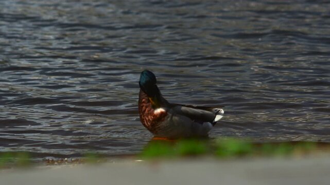 Male mallard foraging at shoreline with iridescent green head, chestnut breast, wet plumage, and calm rippling water in warm afternoon light, natural wildlife scene
