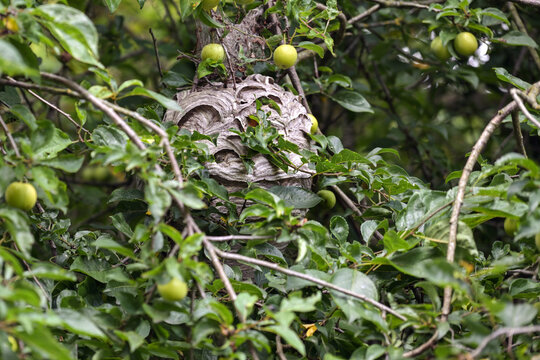 Wasp or hornet nest in a fruit tree, paper-like structure made of chewed wood fibers, can be dangerous when nearby people, especially for allergy sufferers, selected focus