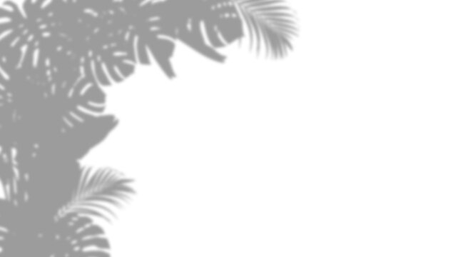 Tropical palm leaf shadow overlay isolated on transparent background
