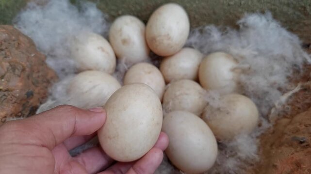 A hand holds a fresh duck egg over a nest filled with eggs resting in soft white feathers