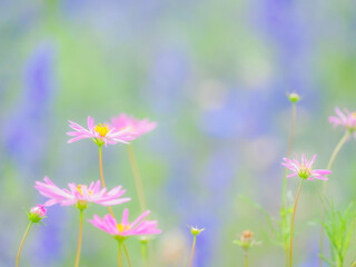 Fototapeta premium 淡いピンクの花。透き通る花びら。花畑の青い花のボケた背景。秋の公園や花壇を彩るコスモスのある風景。自然風景素材