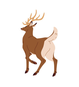 Red deer stag back view. Wild buck with big antlers. Forest animal with horns. Funny bull of reindeer with furry tail. Woodland wildlife. Flat isolated vector illustration on white background
