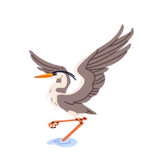 Obraz premium Grey heron spreads its wings. Crane stands in water on a leg. Wild fowl, bird of swamps. Wildlife of wetland. Waterbird, fauna of ponds. Flat isolated vector illustration on white background