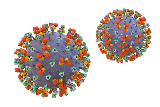 Newcastle disease virus particle, 3D illustration showing enveloped paramyxovirus with surface glycoprotein spikes and helical nucleocapsid