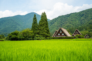 世界遺産　白川郷合掌造り集落　かん町三つ子合掌　夏 © Hiro074