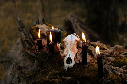old animal skull and burning black candles close up in autumn forest, dark natural background. symbol of death, terrible, scary. Occultism, witchcraft, magic ritual. samhain, Halloween holidays
