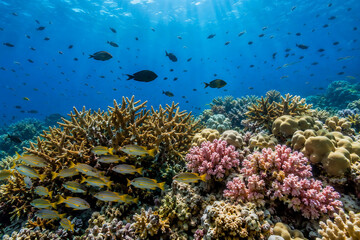 Obraz premium Vibrant Coral Reef Underwater with Tropical Fish in Clear Blue Ocean