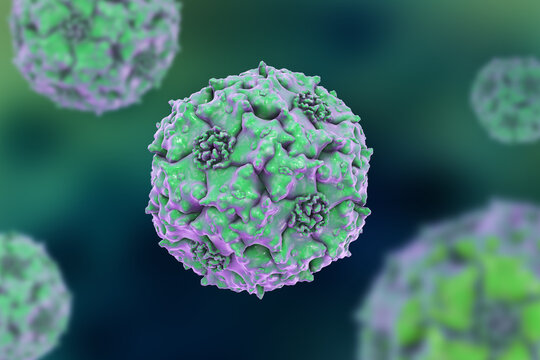 Parvoviruses, 3D illustration showing small non-enveloped icosahedral DNA viruses, including pathogens such as parvovirus B19 and canine parvovirus.