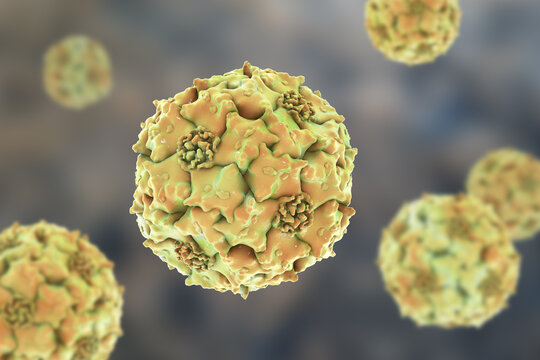 Parvoviruses, 3D illustration showing small non-enveloped icosahedral DNA viruses, including pathogens such as parvovirus B19 and canine parvovirus.