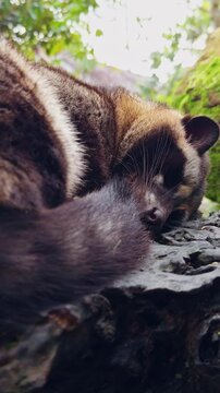 Vertical video. Sleeping Asian Palm Civet Resting on Rustic Wooden Platform, Peaceful Wildlife Scene Surrounded by Tropical Garden Vegetation
