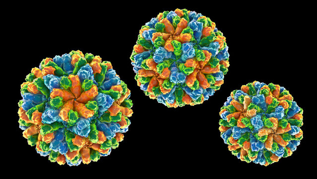 Sapovirus particle, 3D illustration showing non-enveloped icosahedral calicivirus with surface depressions and structured capsid