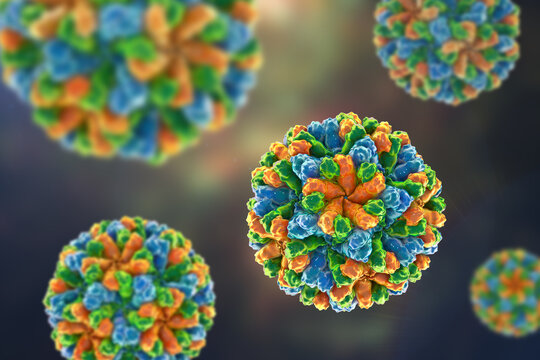 Sapovirus particle, 3D illustration showing non-enveloped icosahedral calicivirus with surface depressions and structured capsid