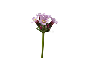 Fototapeta premium Compact lilac flower cluster on long stem isolated on transparent background