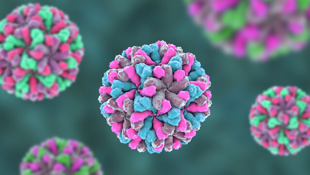 Sapovirus particle, 3D illustration showing non-enveloped icosahedral calicivirus with surface depressions and structured capsid