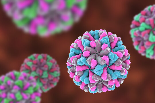 Sapovirus particle, 3D illustration showing non-enveloped icosahedral calicivirus with surface depressions and structured capsid
