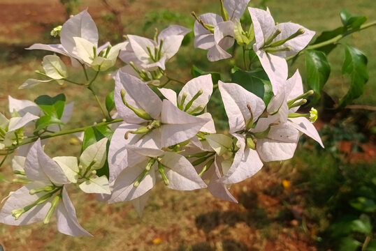 Beautiful bougainvillea flowers with green leaves