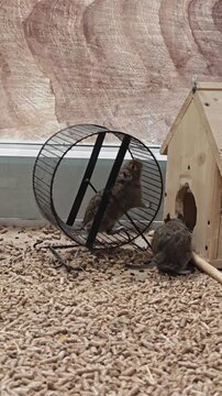 Two Degu Rodents Running and Playing in an Exercise Wheel Inside Cage