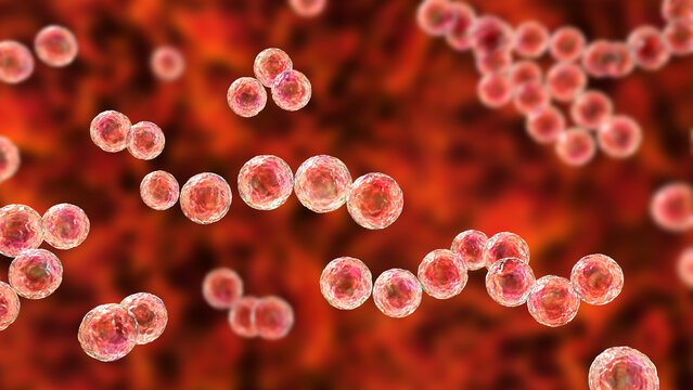 Streptococcus pyogenes bacterium, 3D illustration animation showing spherical Gram-positive cocci arranged in chains, representing characteristic group A streptococcal morphology.