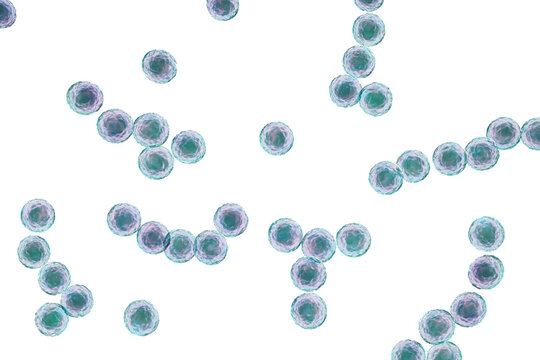 Streptococcus pyogenes bacterium, 3D illustration animation showing spherical Gram-positive cocci arranged in chains, representing characteristic group A streptococcal morphology.