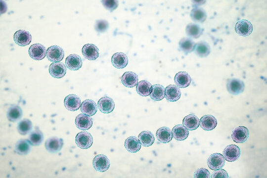 Streptococcus pyogenes bacterium, 3D illustration animation showing spherical Gram-positive cocci arranged in chains, representing characteristic group A streptococcal morphology.