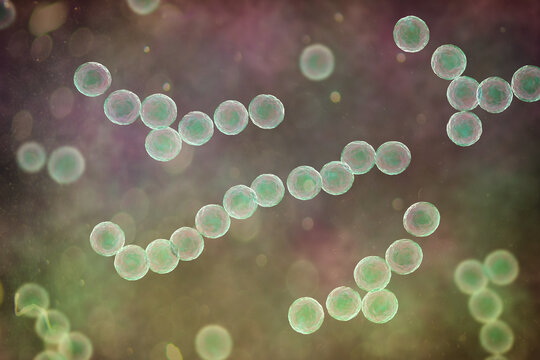 Streptococcus pyogenes bacterium, 3D illustration animation showing spherical Gram-positive cocci arranged in chains, representing characteristic group A streptococcal morphology.