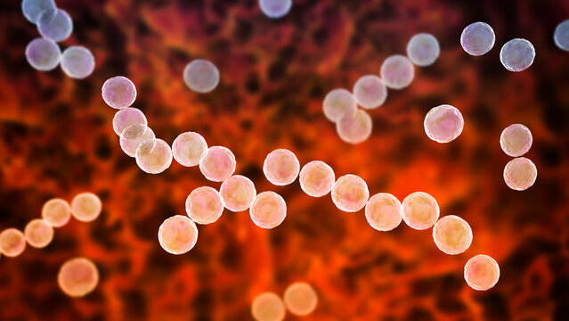 Streptococcus pyogenes bacterium, 3D illustration animation showing spherical Gram-positive cocci arranged in chains, representing characteristic group A streptococcal morphology.