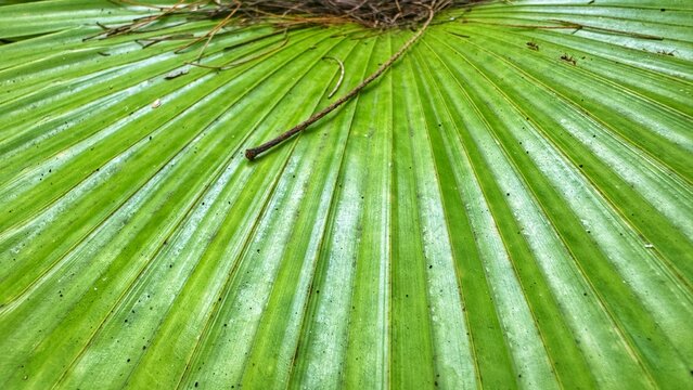 green leaf background