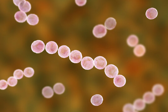 Streptococcus pyogenes bacterium, 3D illustration animation showing spherical Gram-positive cocci arranged in chains, representing characteristic group A streptococcal morphology.