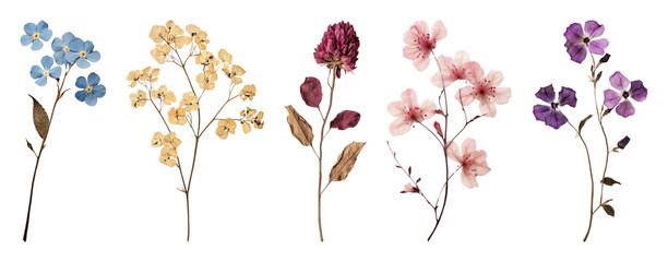 Fototapeta premium PNG Colorful pressed flowers collection on transparent background