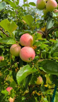 apples on a tree