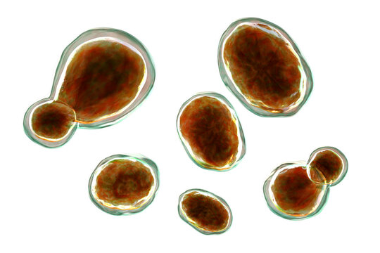 Cryptococcus neoformans, 3D illustration of encapsulated yeast cells with budding forms, opportunistic fungal pathogen associated with cryptococcosis and meningitis in immunocompromised patients.
