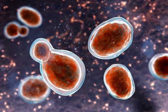 Cryptococcus neoformans, 3D illustration of encapsulated yeast cells with budding forms, opportunistic fungal pathogen associated with cryptococcosis and meningitis in immunocompromised patients.