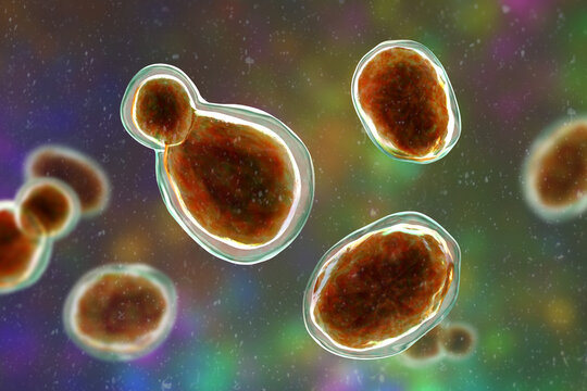 Cryptococcus neoformans, 3D illustration of encapsulated yeast cells with budding forms, opportunistic fungal pathogen associated with cryptococcosis and meningitis in immunocompromised patients.
