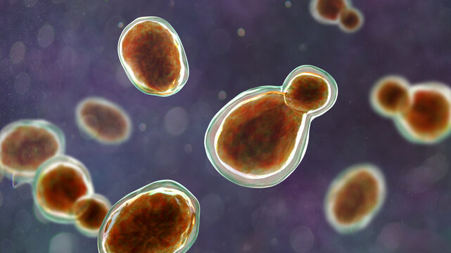 Cryptococcus neoformans, 3D illustration of encapsulated yeast cells with budding forms, opportunistic fungal pathogen associated with cryptococcosis and meningitis in immunocompromised patients.