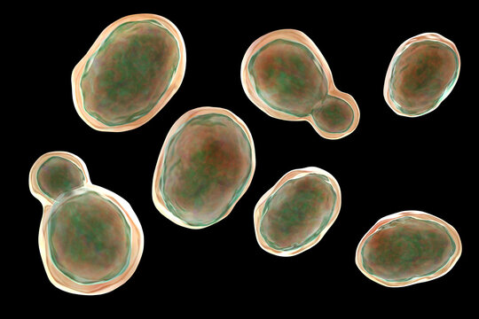 Cryptococcus neoformans, 3D illustration of encapsulated yeast cells with budding forms, opportunistic fungal pathogen associated with cryptococcosis and meningitis in immunocompromised patients.