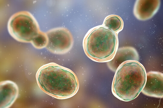 Cryptococcus neoformans, 3D illustration of encapsulated yeast cells with budding forms, opportunistic fungal pathogen associated with cryptococcosis and meningitis in immunocompromised patients.