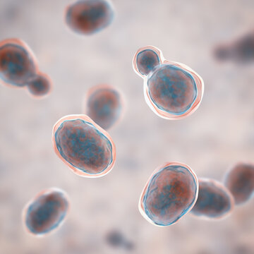 Cryptococcus neoformans, 3D illustration of encapsulated yeast cells with budding forms, opportunistic fungal pathogen associated with cryptococcosis and meningitis in immunocompromised patients.