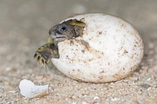 Hermann's tortoise, Testudo hermanni, hatching
