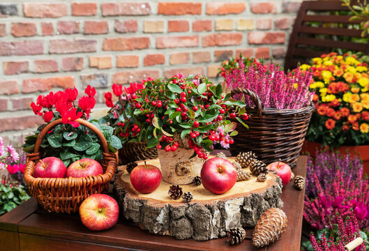 Balcony arrangement of various autumn and winter flowers, apples and pine cones